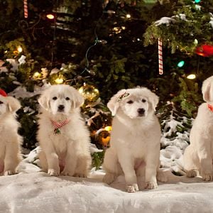 Foto Os Filhotes da Mamãe Noel