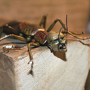 Foto Brinquedos no Sótão