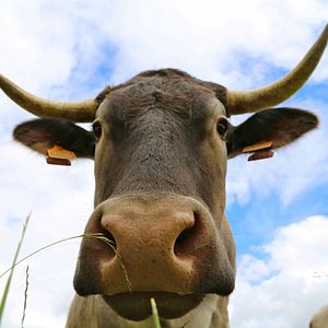 Foto Steak (R)evolution