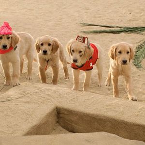 Foto Treasure Buddies: Caça ao Tesouro