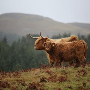 Foto Steak (R)evolution