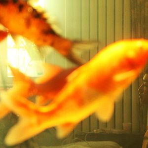 Foto Amnésia Vermelha