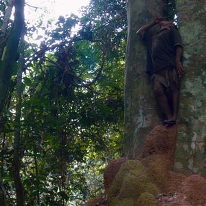 Foto Canção da Floresta