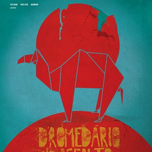 Foto Dromedário no Asfalto