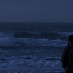 Foto Dromedário no Asfalto