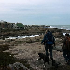 Foto Dromedário no Asfalto