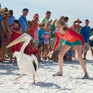 Foto Winter, o Golfinho 2