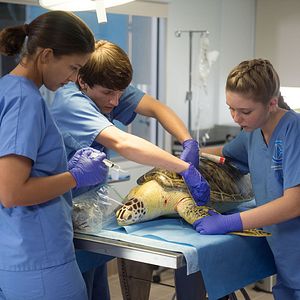 Foto Winter, o Golfinho 2