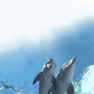 Foto Winter, o Golfinho 2