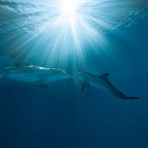 Foto Winter, o Golfinho 2