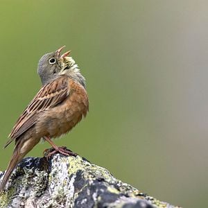 Foto Esvaziando os Céus