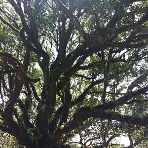 Foto Esvaziando os Céus