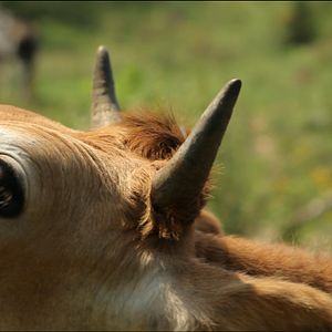 Foto Thou Wast Mild and Lovely