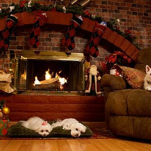 Foto Os 3 Cães Mosqueteiros