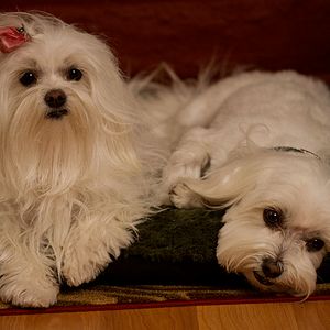 Foto Os 3 Cães Mosqueteiros