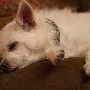 Foto Os 3 Cães Mosqueteiros