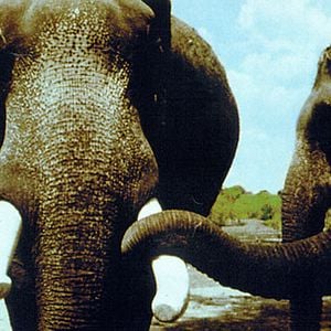 Foto Índia: Matri Bhumi