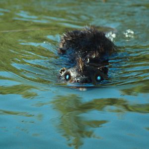 Foto Zombeavers - Terror no Lago