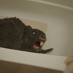 Foto Zombeavers - Terror no Lago