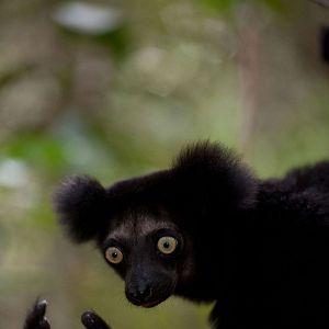 Foto Ilha dos Lêmures - Madagascar