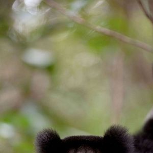 Foto Ilha dos Lêmures - Madagascar