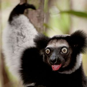 Foto Ilha dos Lêmures - Madagascar