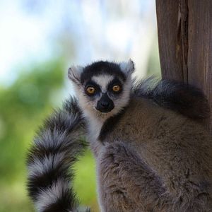 Foto Ilha dos Lêmures - Madagascar