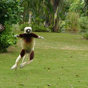 Foto Ilha dos Lêmures - Madagascar