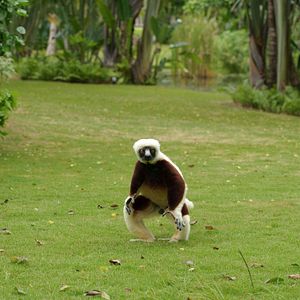 Foto Ilha dos Lêmures - Madagascar