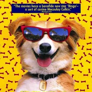 Foto Bingo, Esperto pra Cachorro