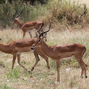 Foto The Hadza: Last of the First