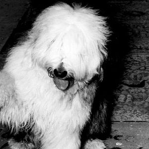 Foto Felpudo, O Cão Feiticeiro