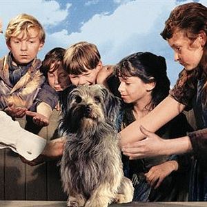 Foto Felpudo, O Cão Feiticeiro