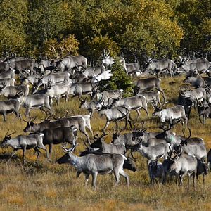 Foto O Conto da Tundra