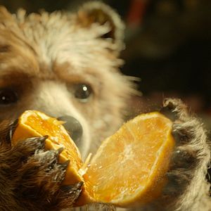 Foto As Aventuras de Paddington