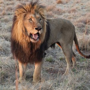 Foto Safári na África