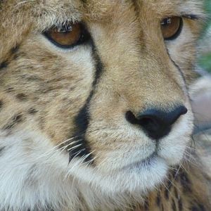 Foto Safári na África