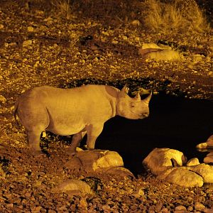 Foto Safári na África
