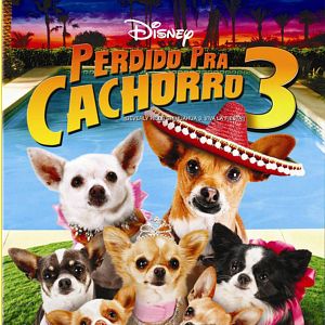 Foto Perdido Pra Cachorro 3