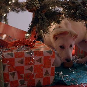 Foto Uma Cachorrinha de Natal