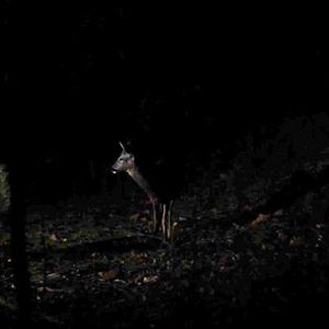 Foto Campo de Flamingos Sem Flamingos