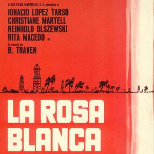 Foto Rosa blanca