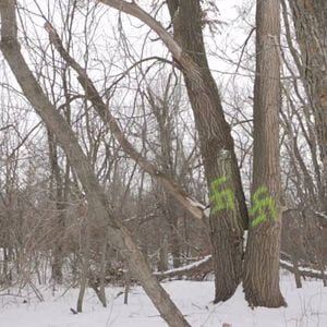 Foto Leith: A Supremacia Branca