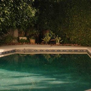 Foto Pássaro Branco na Nevasca