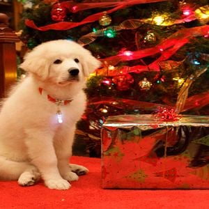 Foto O Melhor Amigo do Papai Noel