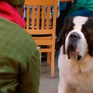 Foto Beethoven: Aventura de Natal