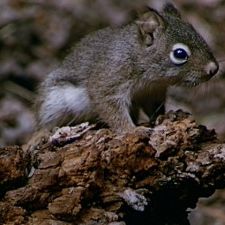 Foto No Coração da Floresta