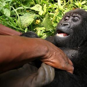 Foto Virunga