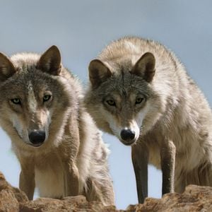 Foto Espírito de Lobo