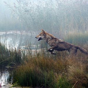 Foto Espírito de Lobo